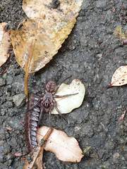 Hexathele hochstetteri