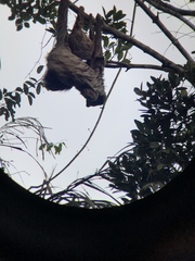 Choloepus didactylus