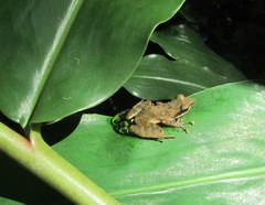 Natalobatrachus bonebergi