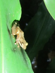 Natalobatrachus bonebergi