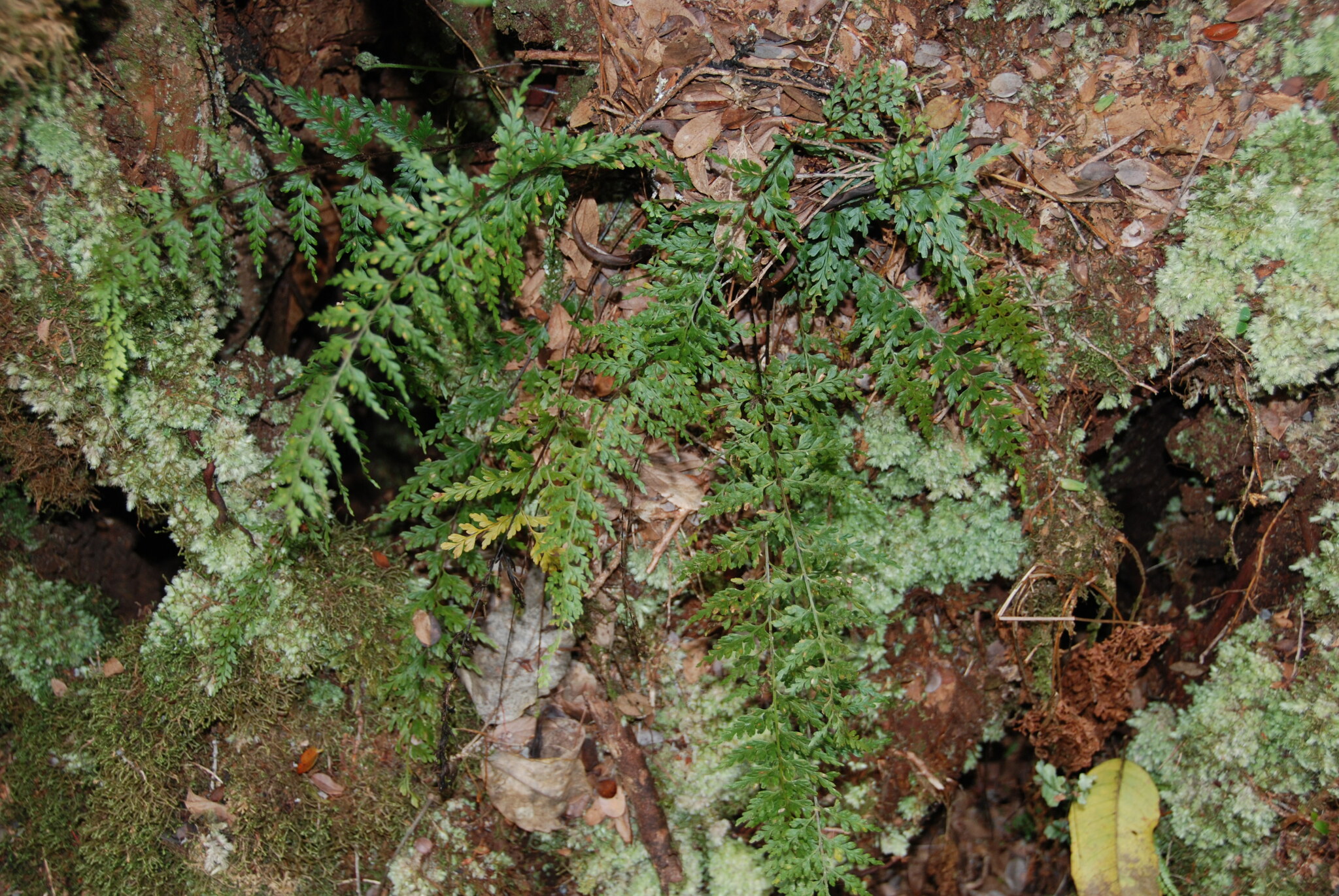 Asplenium haleakalense W.H.Wagner