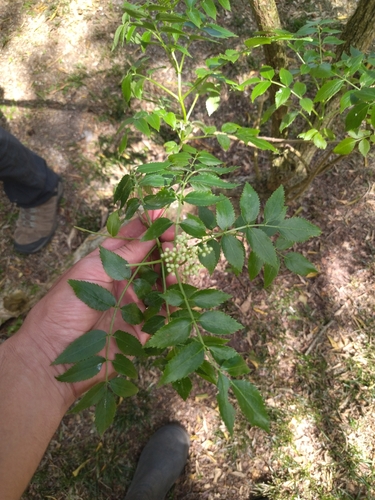 Image of Sambucus australis by (c) Mateo Peña, some rights reserved (CC BY)