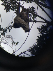 Choloepus didactylus