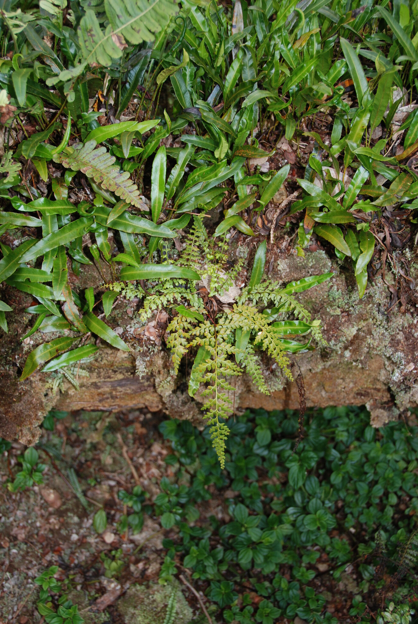 Asplenium haleakalense W.H.Wagner 4