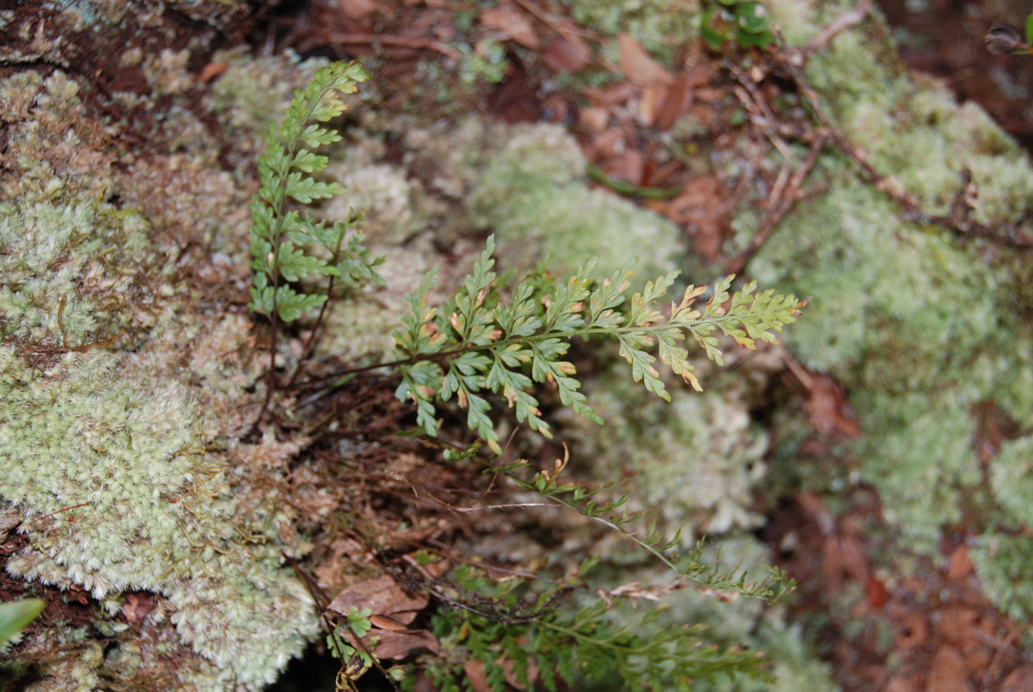 Asplenium haleakalense W.H.Wagner 2