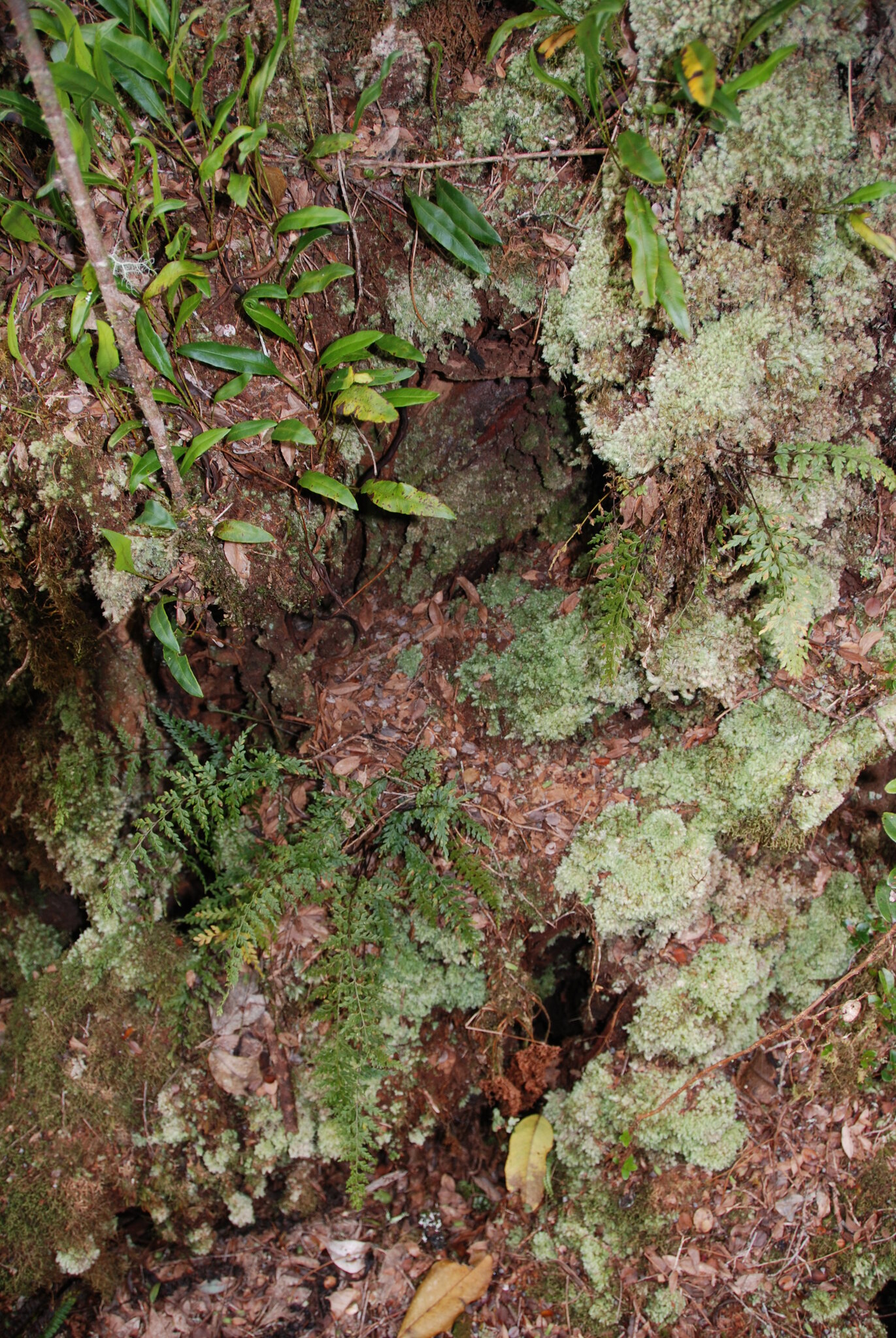 Asplenium haleakalense W.H.Wagner 3