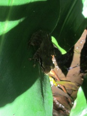 Natalobatrachus bonebergi