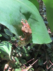 Natalobatrachus bonebergi