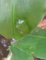 Natalobatrachus bonebergi