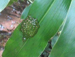 Natalobatrachus bonebergi