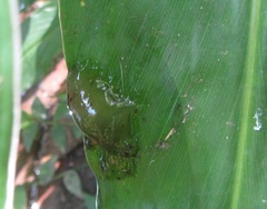 Natalobatrachus bonebergi