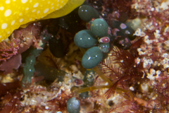 Cystiscus