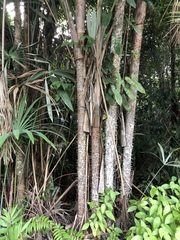 Mauritiella