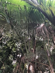 Mauritiella