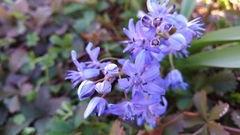 Scilla bifolia