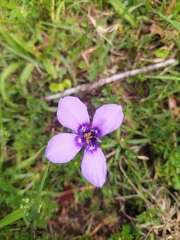 Spider Orchid (Ferraria)