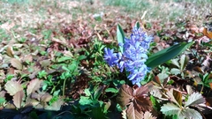 Scilla bifolia