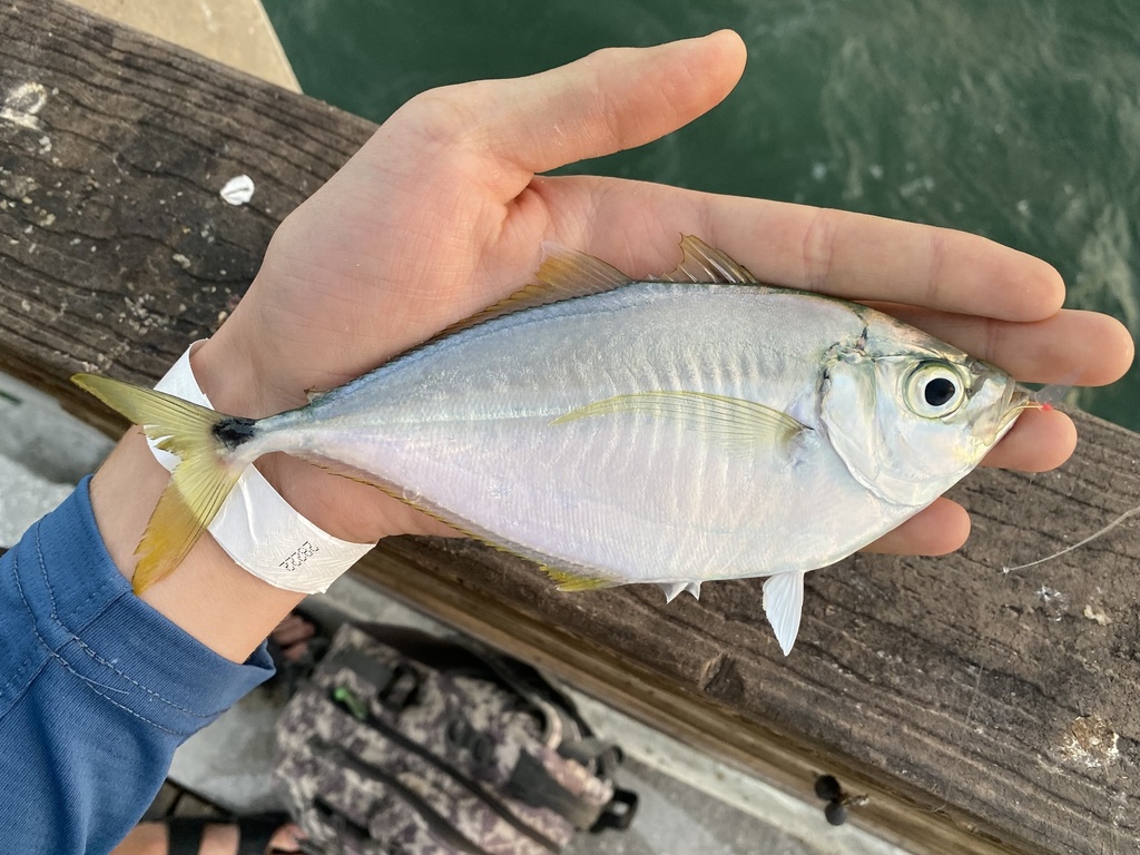 Atlantische bumpervis (Chloroscombrus chrysurus) — Carangidae