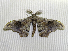 Hyposidra violescens