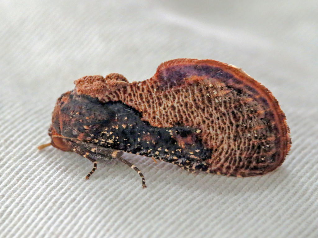Batracharta
