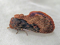 Batracharta nigritogata