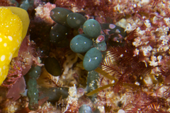Cystiscus