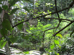 Natalobatrachus bonebergi