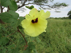 Gossypieae