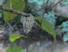 Natalobatrachus bonebergi