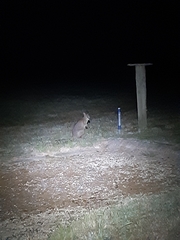 Notamacropus eugenii