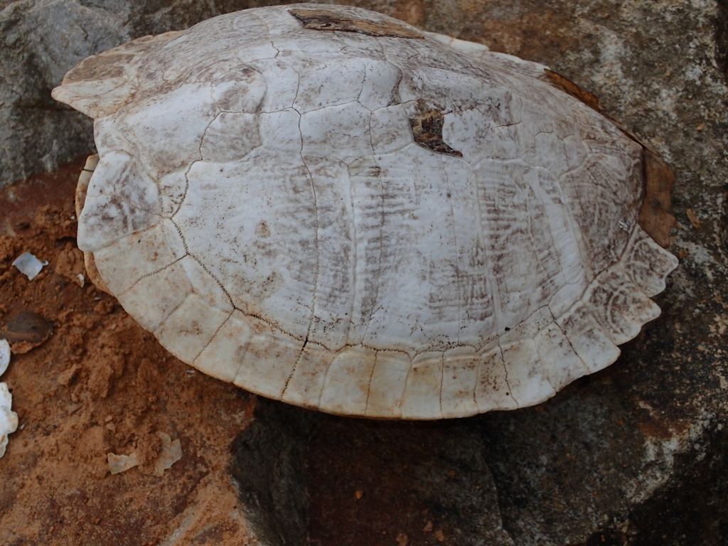 Mississippi Map Turtle In January 2022 By Texasturtles INaturalist   Large 