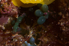 Cystiscus
