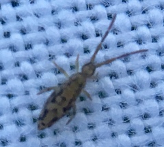 Entomobrya intermedia