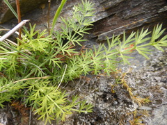 Anisotome brevistylis