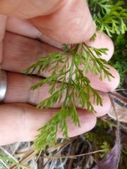 Anisotome brevistylis