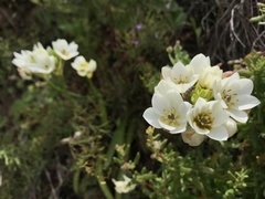 Ornithogalum dubium