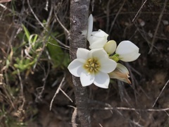 Ornithogalum dubium