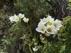 Ornithogalum dubium