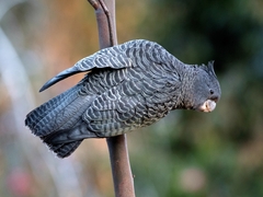 Gang-Gang Cockatoo photo 2