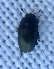 Brassicogethes aeneus