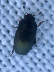 Brassicogethes aeneus