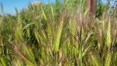 Hordeum murinum leporinum
