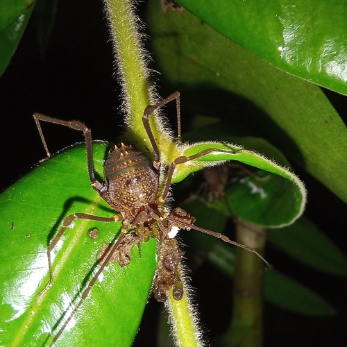 daddy longlegs