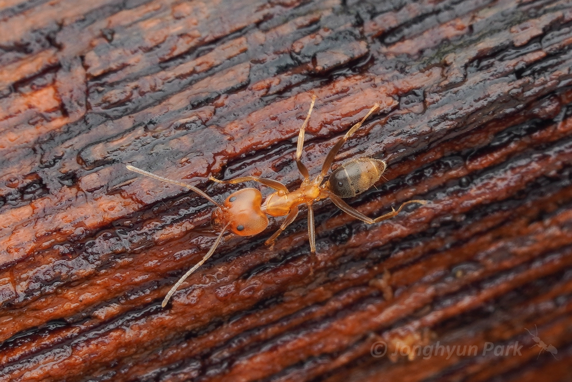 Tapinoma flavidum