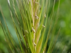 Hordeum murinum leporinum