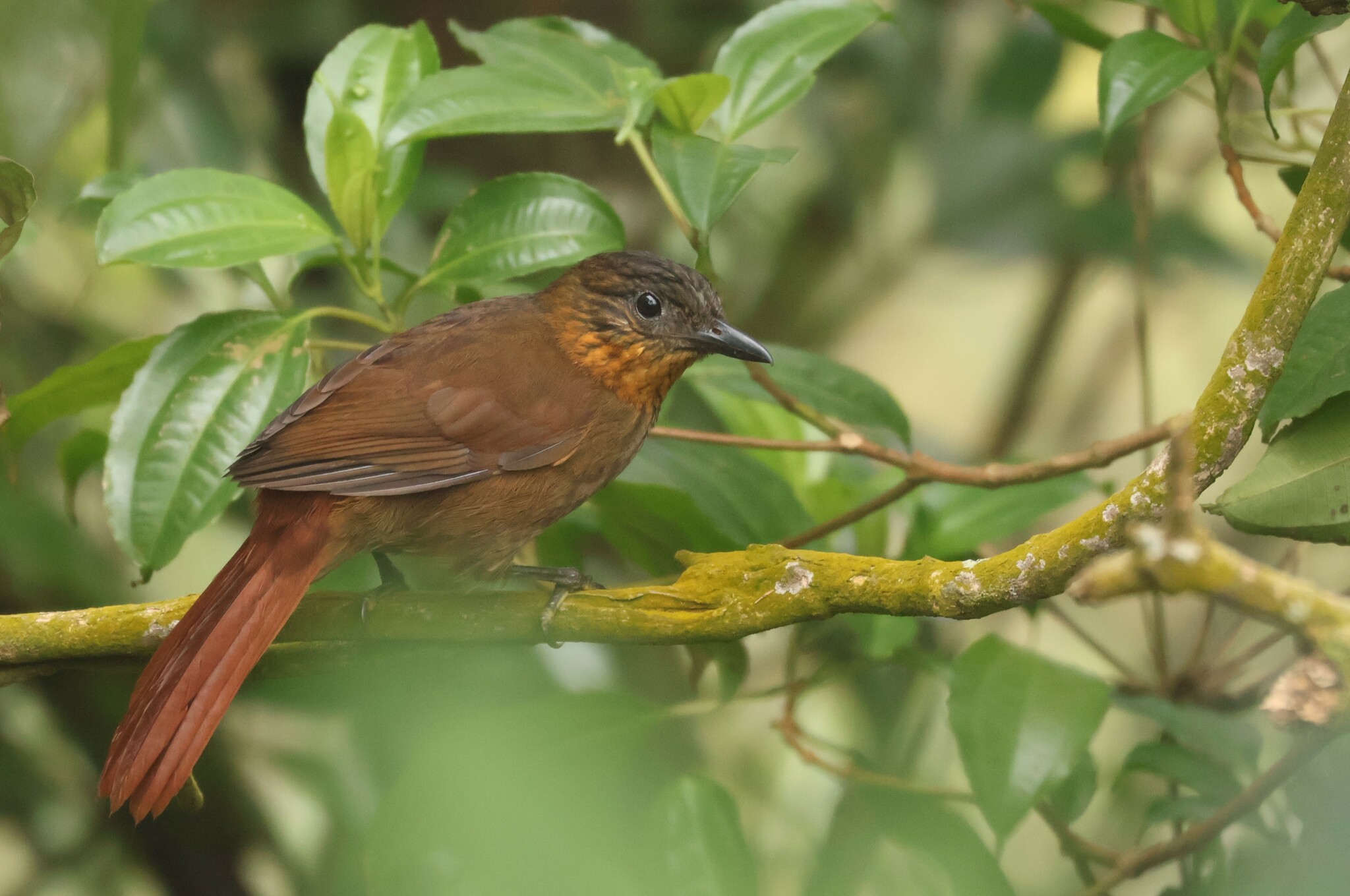 Streak-breasted Treehunter (Thripadectes rufobrunneus), photo 5