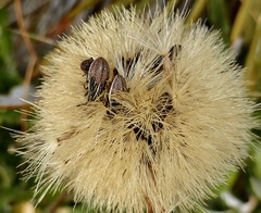 Rhypodes
