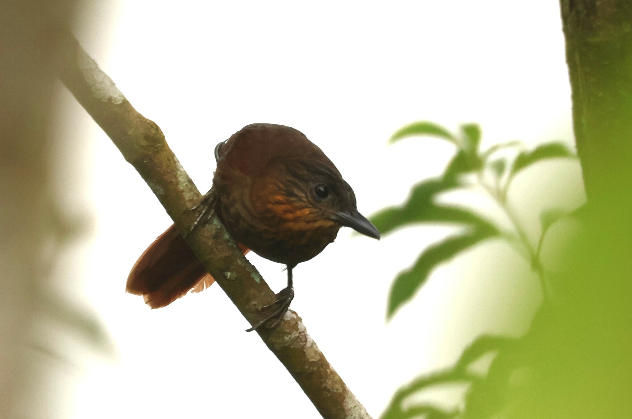 Streak-breasted Treehunter (Thripadectes rufobrunneus), photo 6