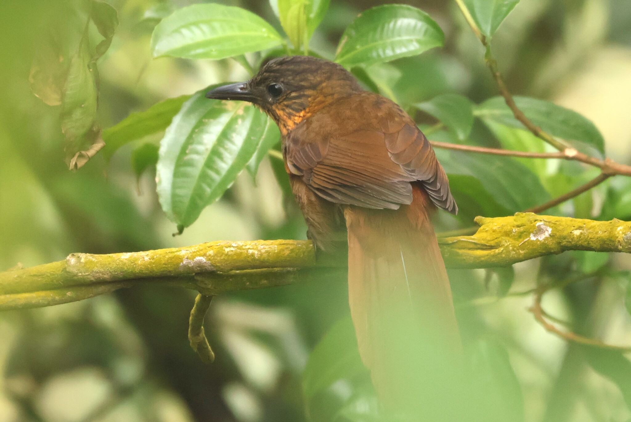 Streak-breasted Treehunter (Thripadectes rufobrunneus), photo 7