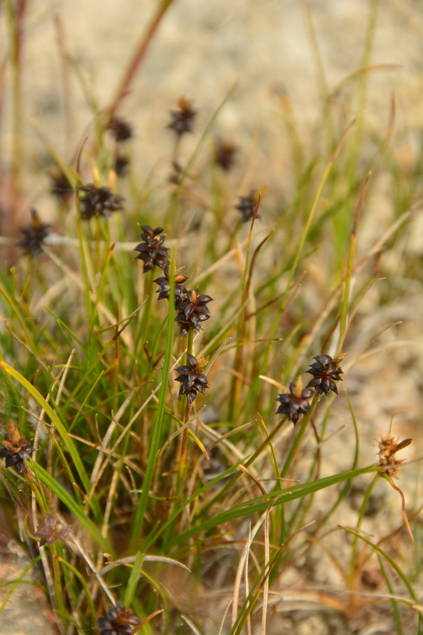 Carex gynocrates